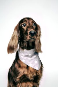 Large Medium-coated Fawn Dog photo