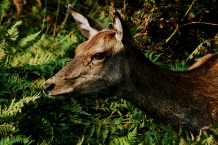 Brown Deer