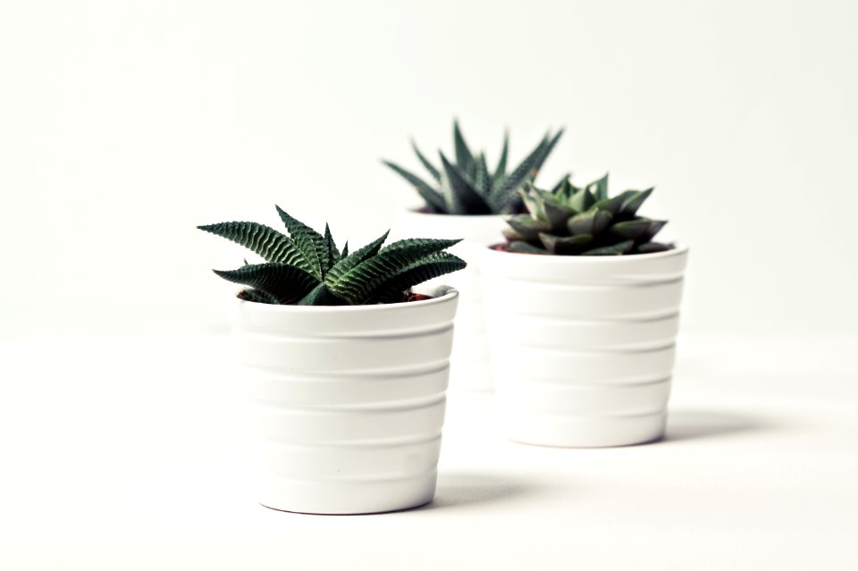 Selective Focus Photography Of Three Succulent Plants