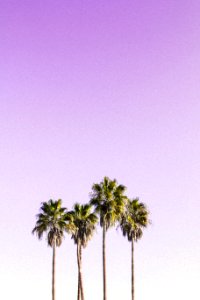 Landscape Photography Of Four Coconut Trees photo
