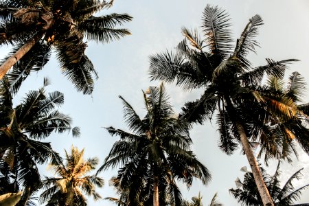 Low-angle Photography Of Coconut Trees photo