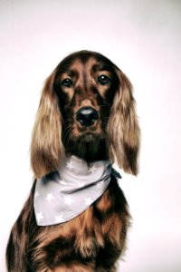 Brown Irish Setter photo