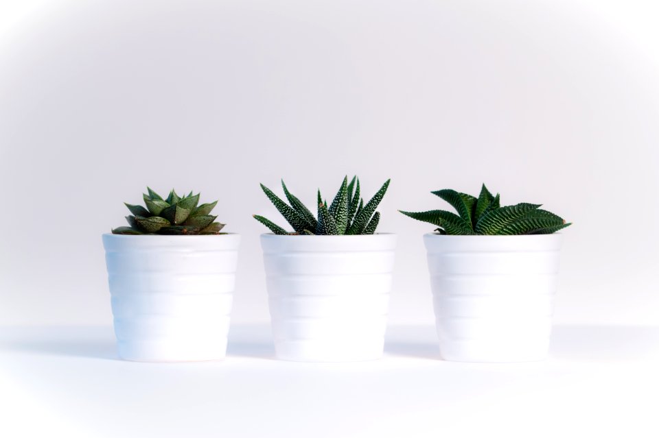 Three Green Assorted Plants In White Ceramic Pots photo