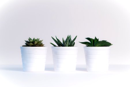 Three Green Assorted Plants In White Ceramic Pots photo