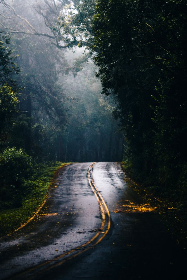 Photo Of Gray Concrete Road In The Middle Of Jungle During Daylight