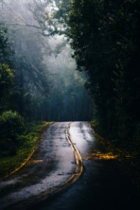 Photo Of Gray Concrete Road In The Middle Of Jungle During Daylight