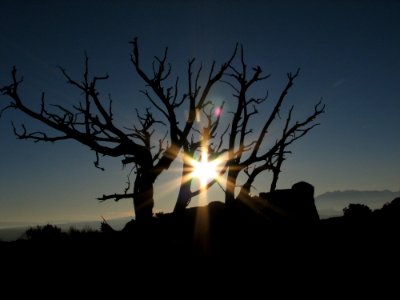 Sky Tree Sunrise Branch photo