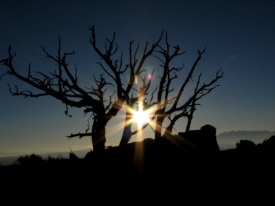 Sky Tree Sunrise Branch