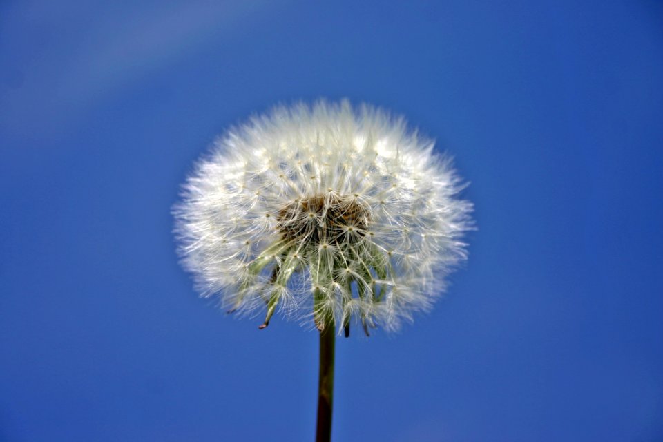 Sky Flower Dandelion Daytime