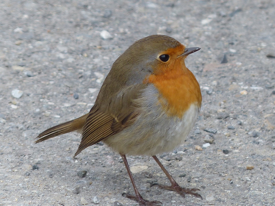 Erithacus rubecula species old world flycatcher