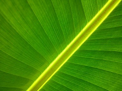 Leaf Green Banana Leaf Plant