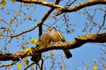 Bird Branch Fauna Tree