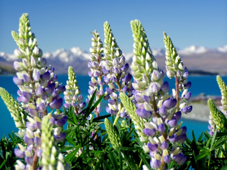 Plant Flower Lupinus Mutabilis Lupin