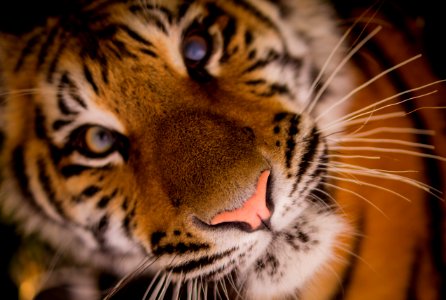 Wildlife Face Tiger Whiskers photo