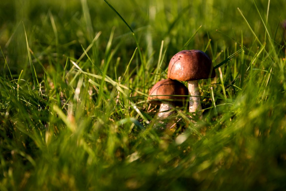 Grass Close Up Fungus Mushroom