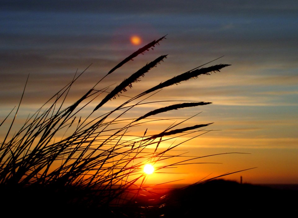 Silhouette Image Of Fountain Grass During Sunset In Close Up Photography
