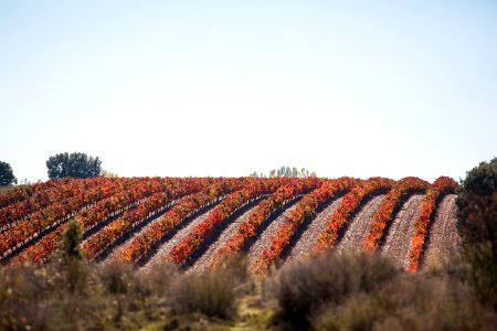 Vineyard Vines Field