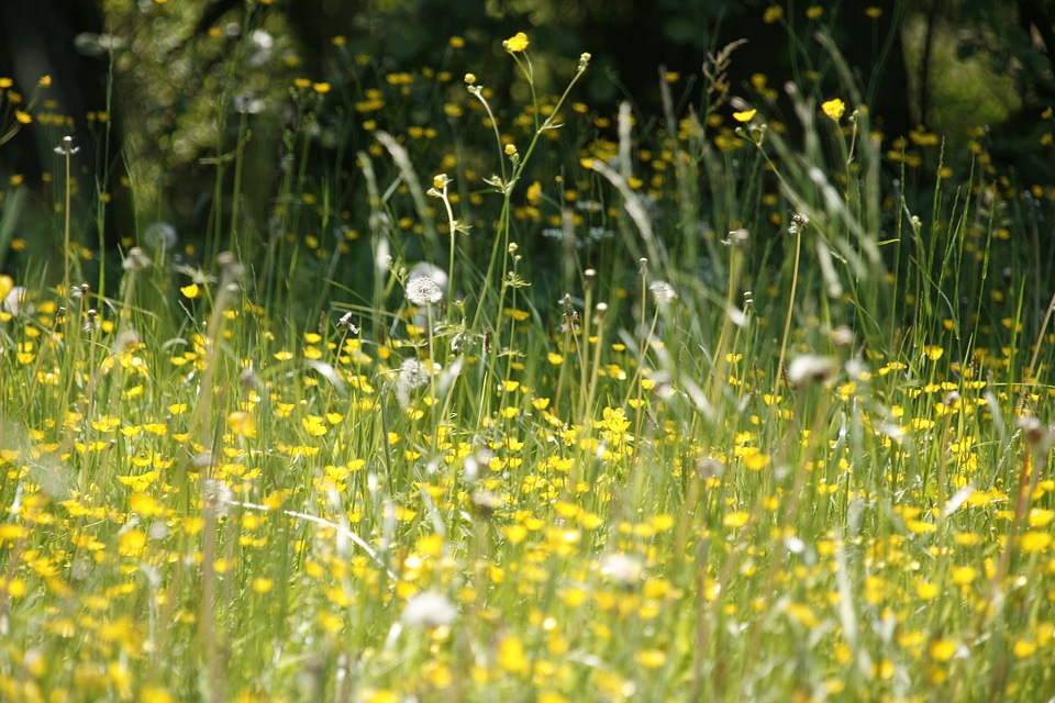 Hay fever pollen blossom