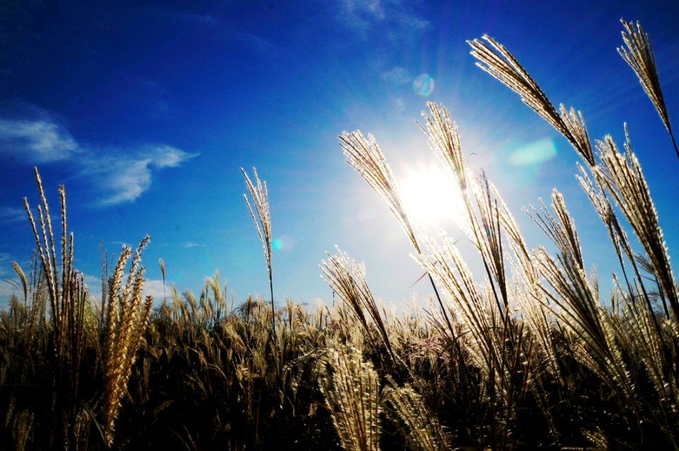 Green Plant Under Blue Sky