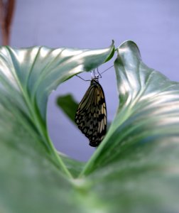 Paper Butterfly 3