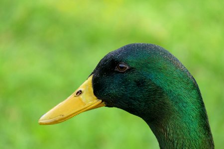 Black And Green Beack Bird