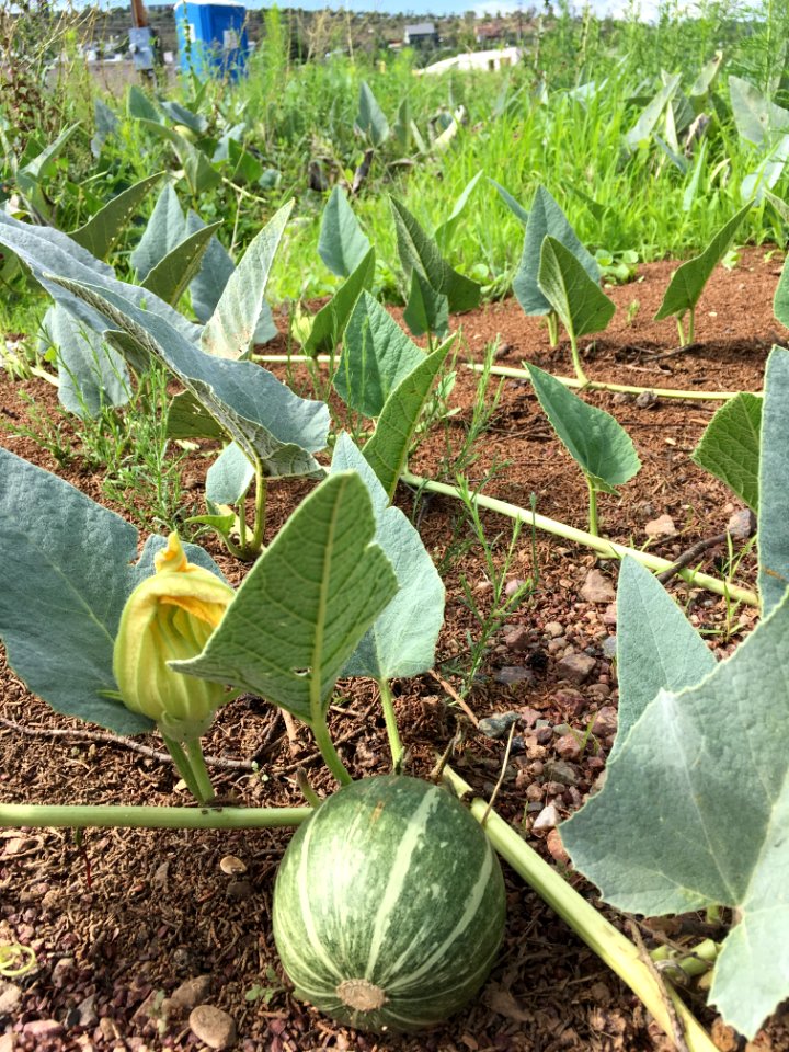 Wild Watermelons