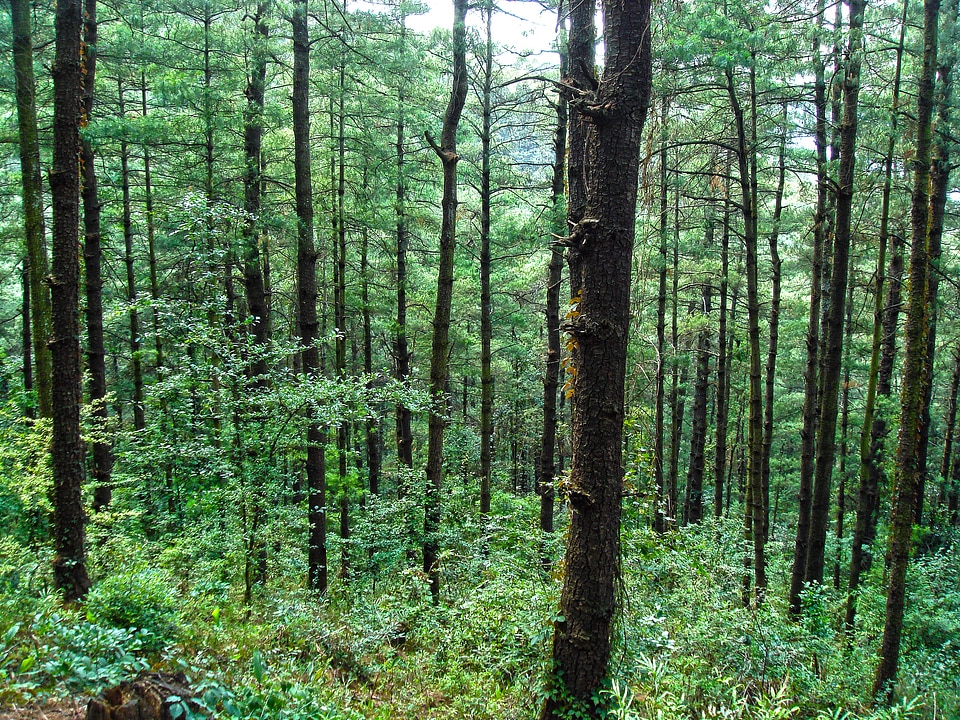 Environment woods trunk