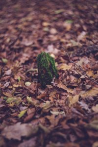 Colourful Swirley Bokeh Leaves