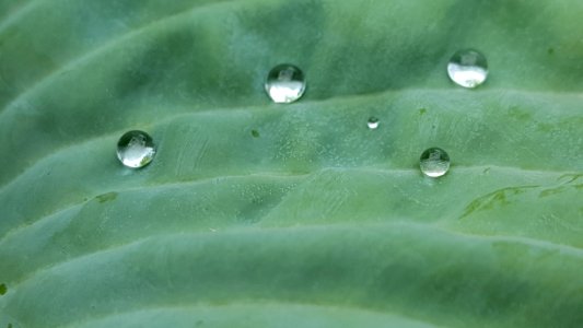 A Good Day For Drops