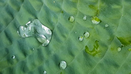 A Good Day For Drops