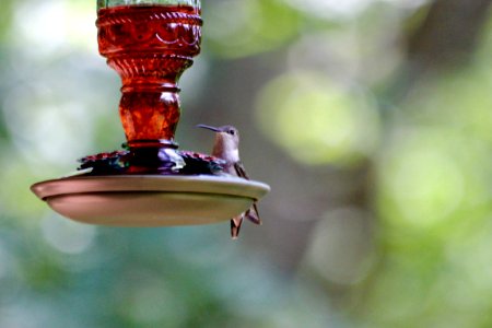 Hummingbird