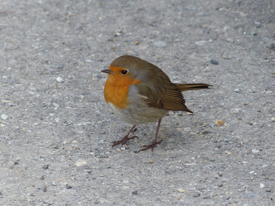 Erithacus rubecula species old world flycatcher