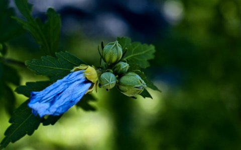 Turning To Seeds