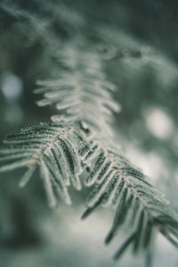 Swirley Bokeh Ice Crystal
