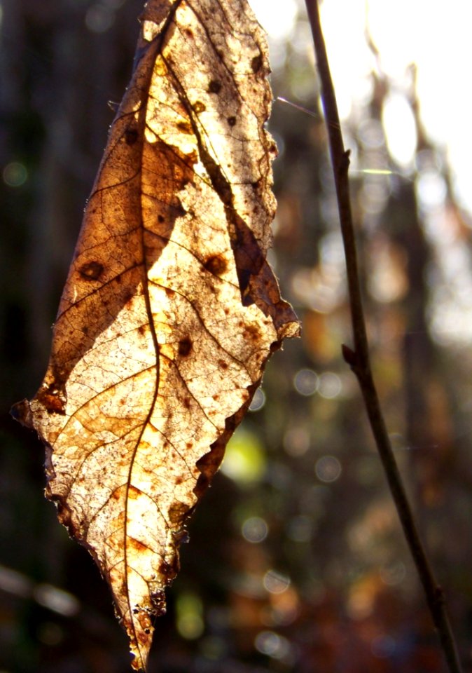 Leaf Branch Twig Wood photo