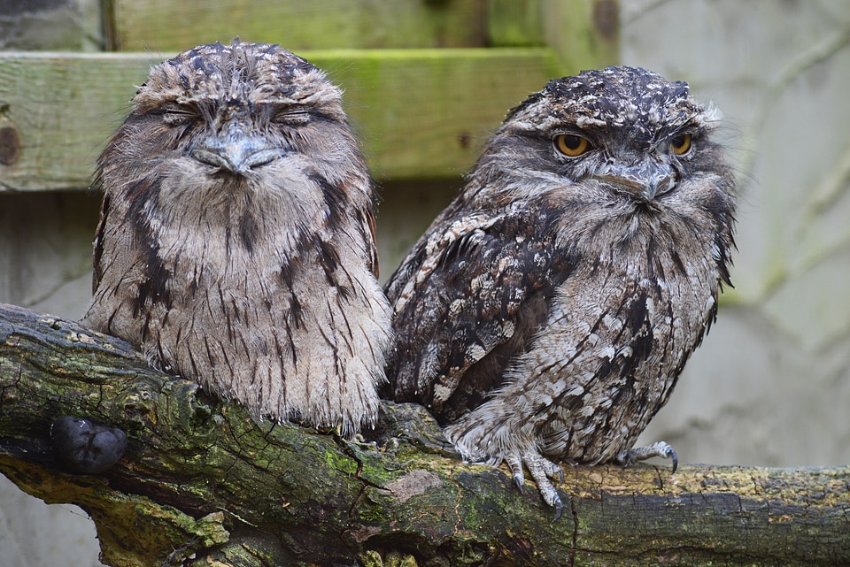 Bird pair grey