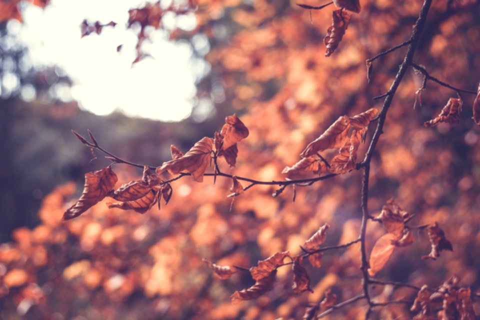 Colourful Swirley Bokeh Leaves
