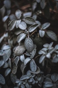 Swirley Bokeh Ice Crystal