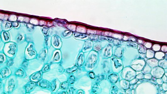 Guards Cells In Lower Epidermis Of Mesophyte Leaf