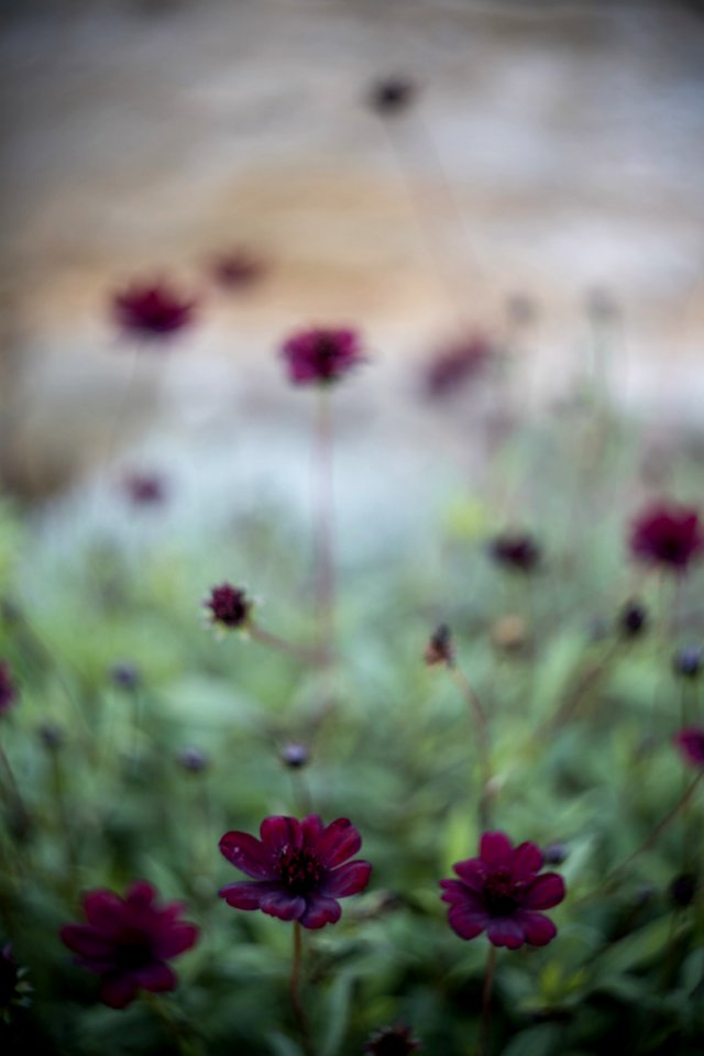 Colourful Swirley Bokeh Flowers