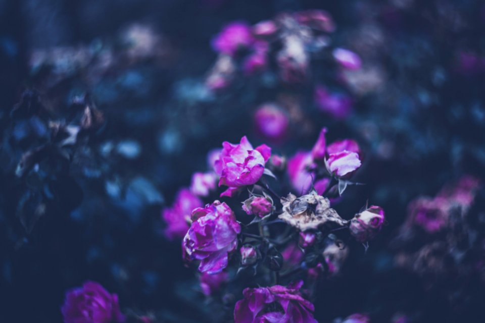 Colourful Swirley Bokeh Roses