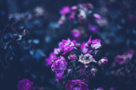 Colourful Swirley Bokeh Roses photo