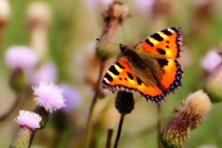 Butterfly Insect Moths And Butterflies Brush Footed Butterfly photo