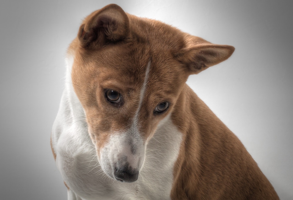 Basenji hundbild sorry