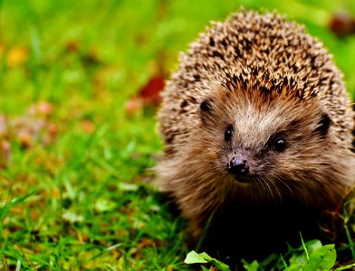 Hedgehog Erinaceidae Domesticated Hedgehog Fauna