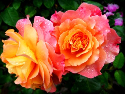 Rose Flower Rose Family Flowering Plant