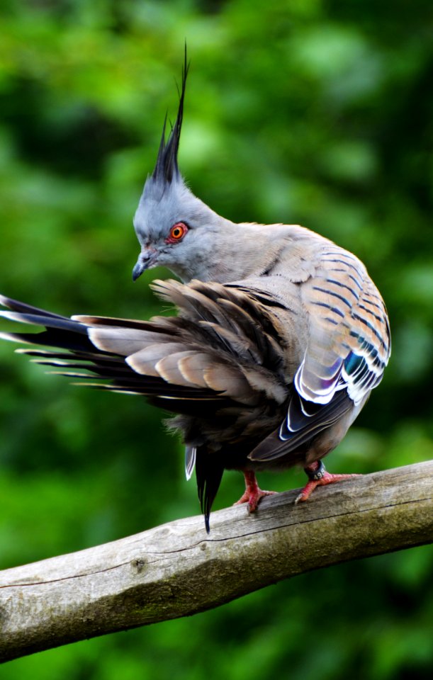 Bird Fauna Beak Wildlife photo