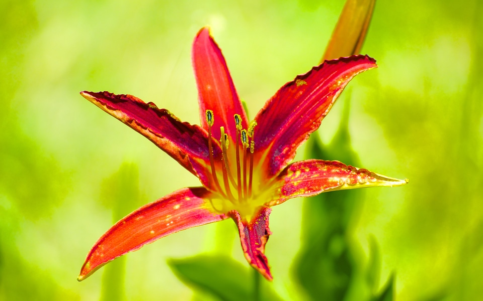 Nature red flower flowers