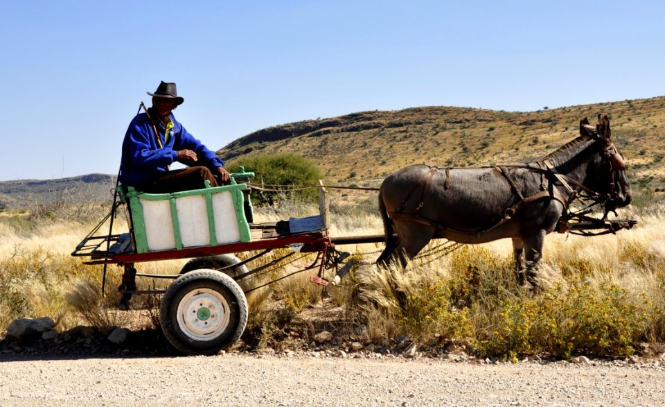 Mode Of Transport Cart Pack Animal Chariot