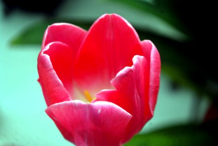 Flower Tulip Flowering Plant Petal photo